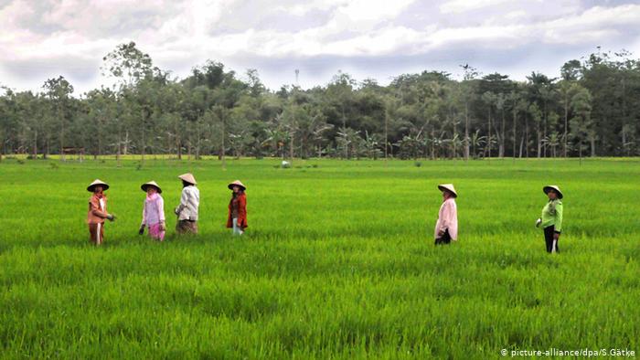 Food Estate untuk Ketahanan Pangan, Berhasilkah?